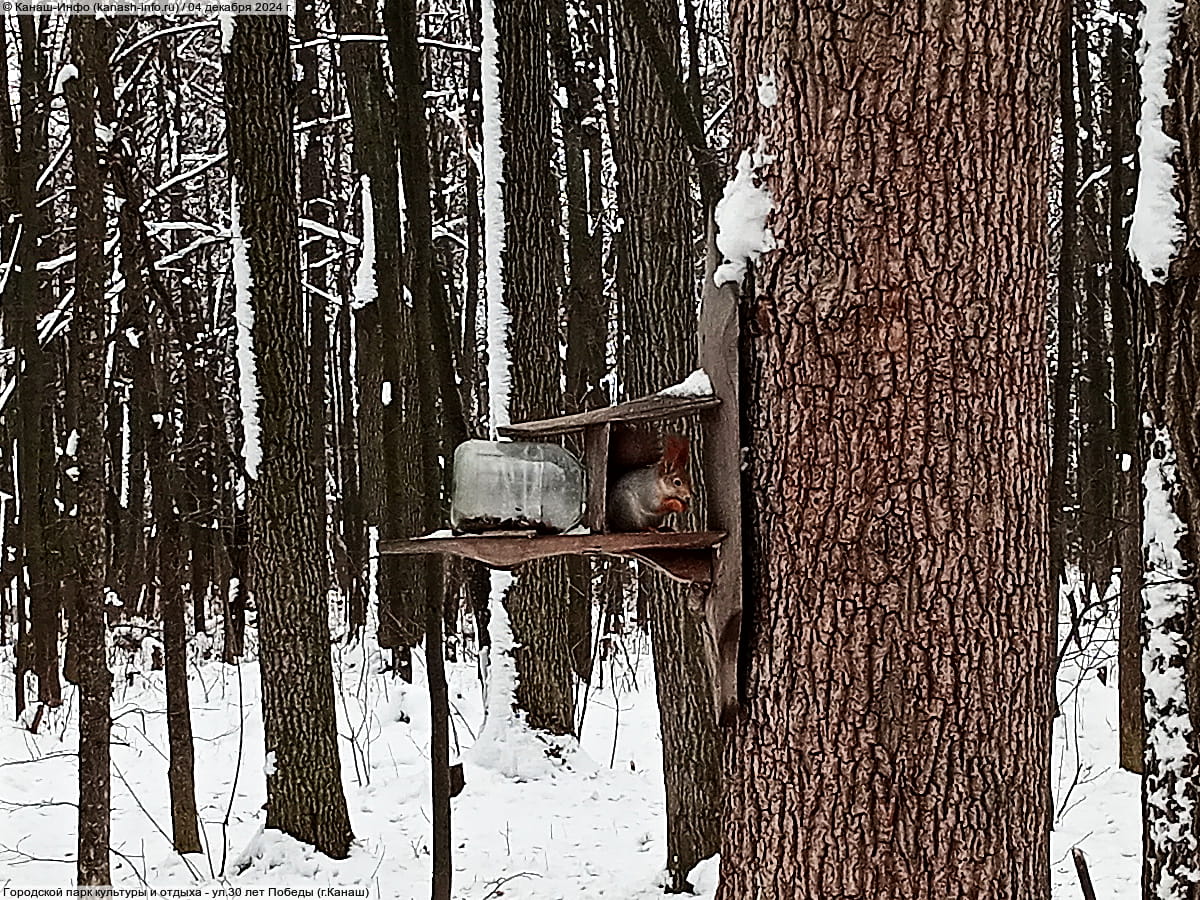 Городской парк культуры и отдыха. 04 декабря 2024 (ср).