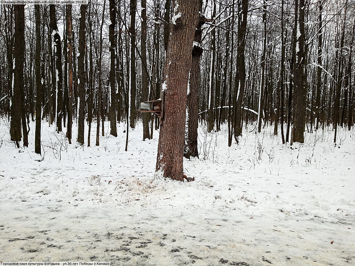 Городской парк культуры и отдыха. 04 декабря 2024 (ср).