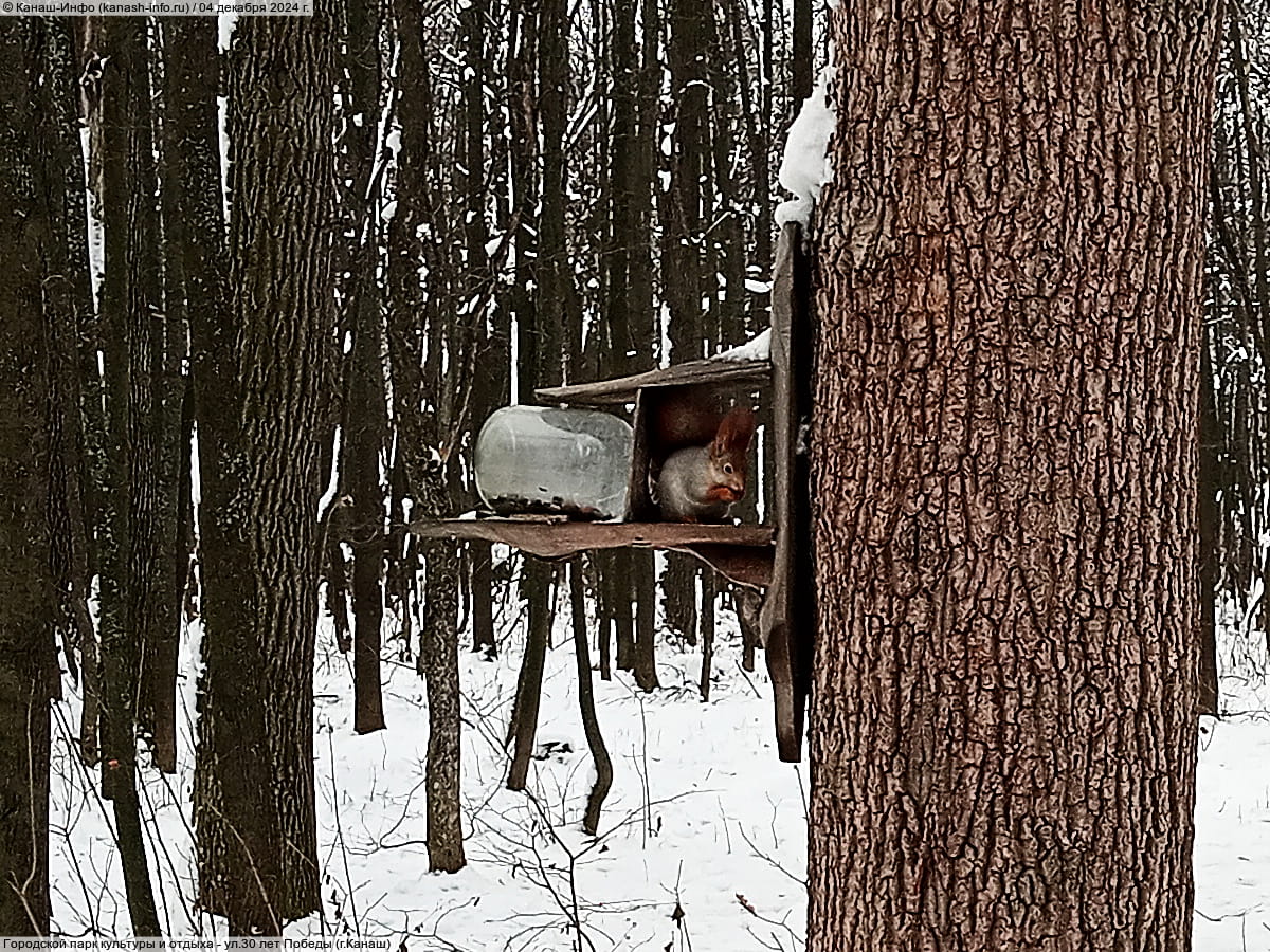 Городской парк культуры и отдыха. 04 декабря 2024 (ср).