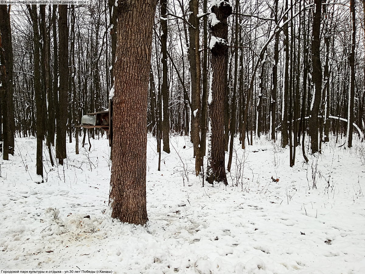 Городской парк культуры и отдыха. 04 декабря 2024 (ср).