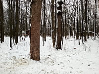 Городской парк культуры и отдыха. 04 декабря 2024 (ср).