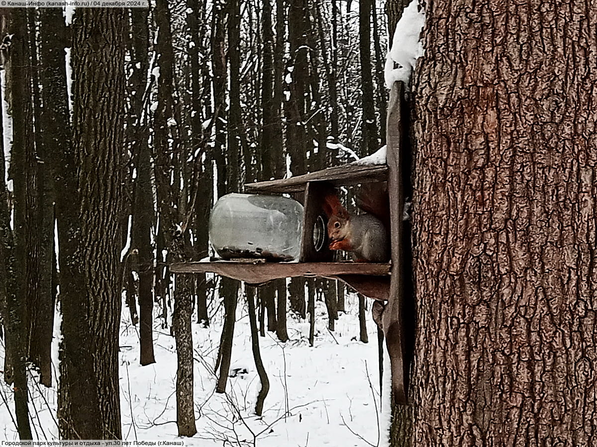 Городской парк культуры и отдыха. 04 декабря 2024 (ср).