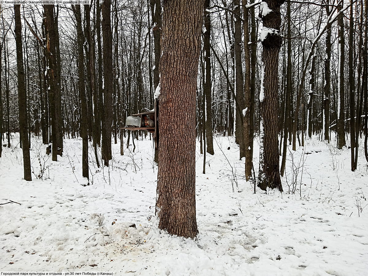 Городской парк культуры и отдыха. 04 декабря 2024 (ср).