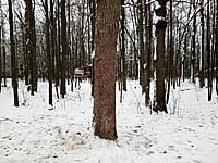 Городской парк культуры и отдыха. 04 декабря 2024 (ср).