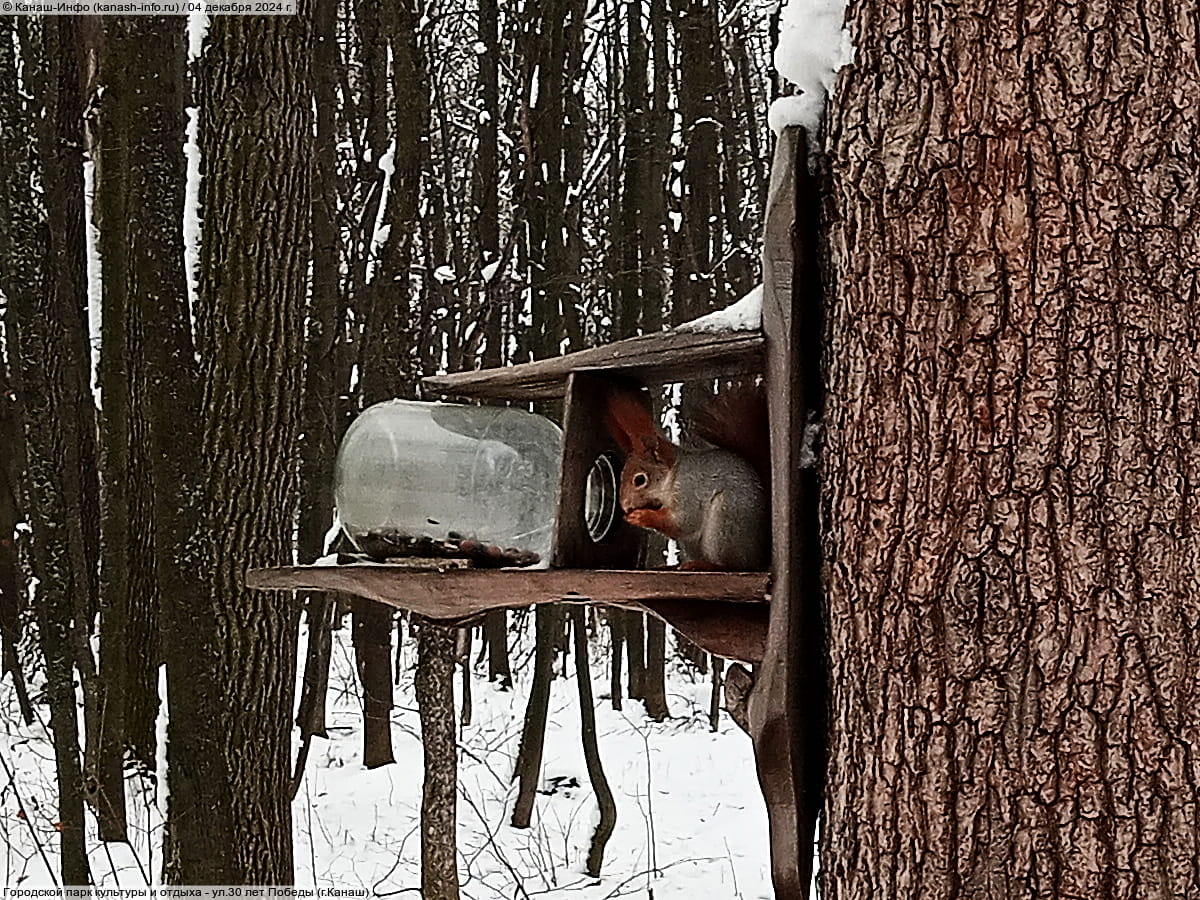 Городской парк культуры и отдыха. 04 декабря 2024 (ср).
