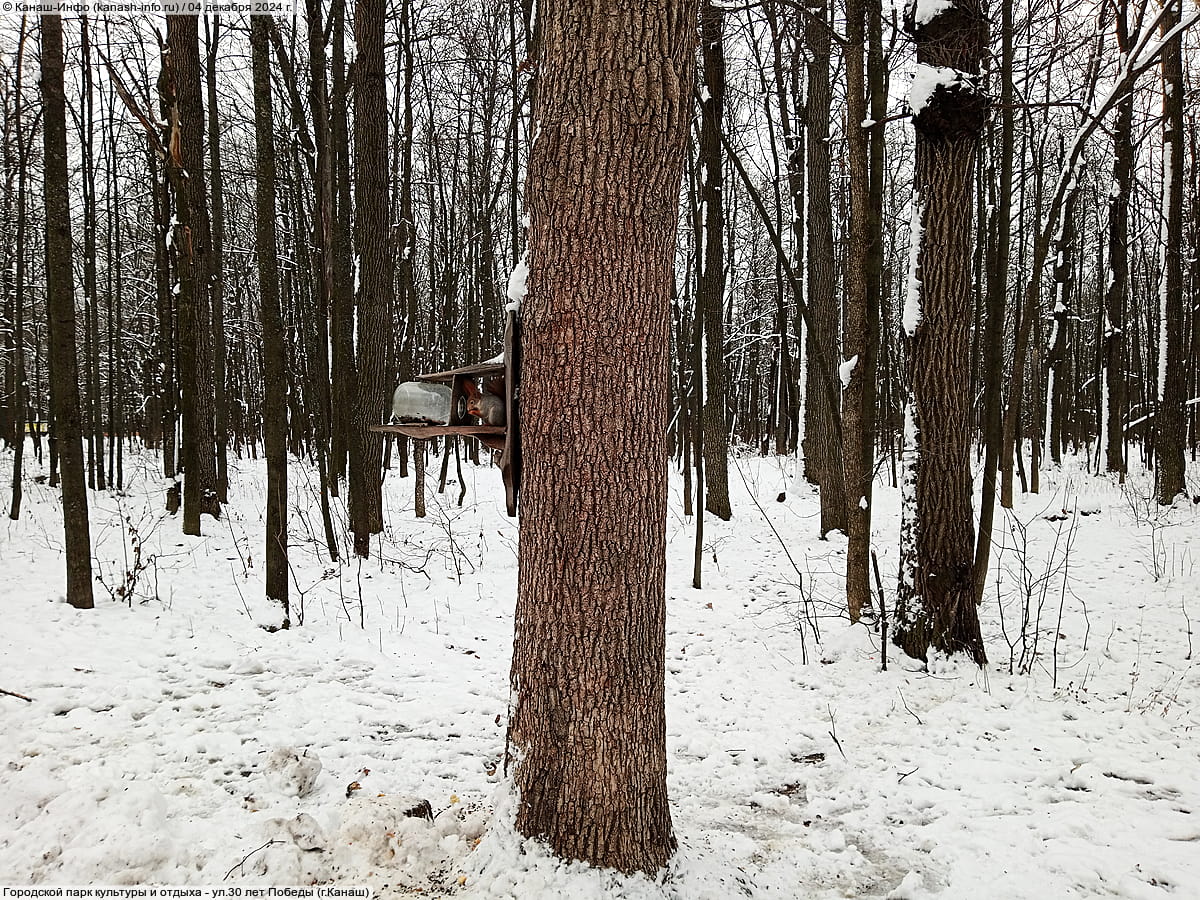 Городской парк культуры и отдыха. 04 декабря 2024 (ср).