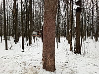 Городской парк культуры и отдыха. 04 декабря 2024 (ср).