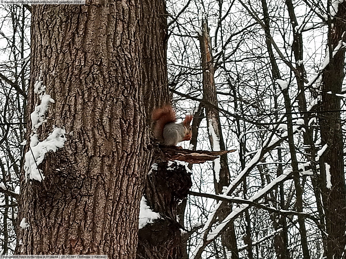 Городской парк культуры и отдыха. 04 декабря 2024 (ср).