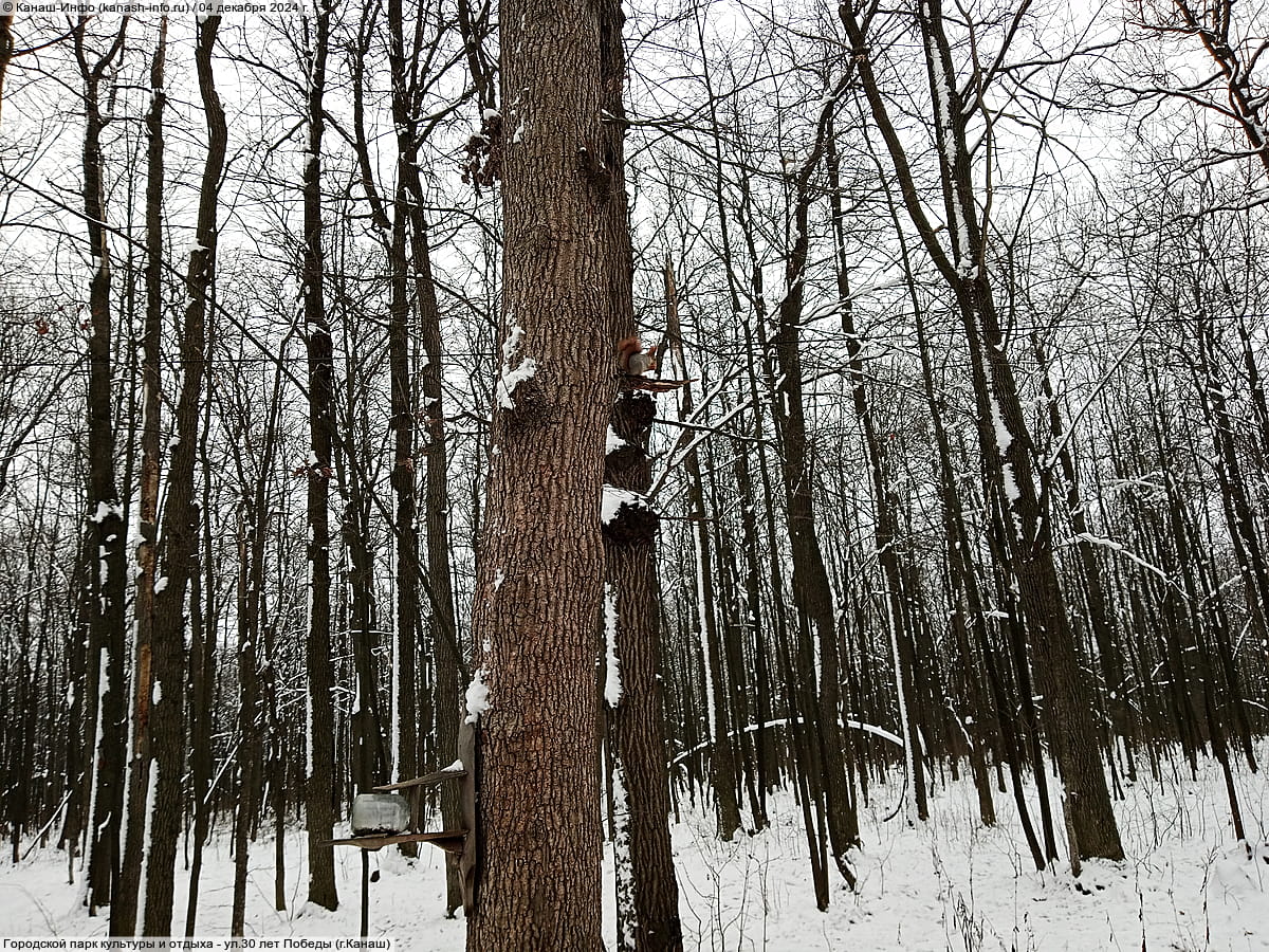 Городской парк культуры и отдыха. 04 декабря 2024 (ср).