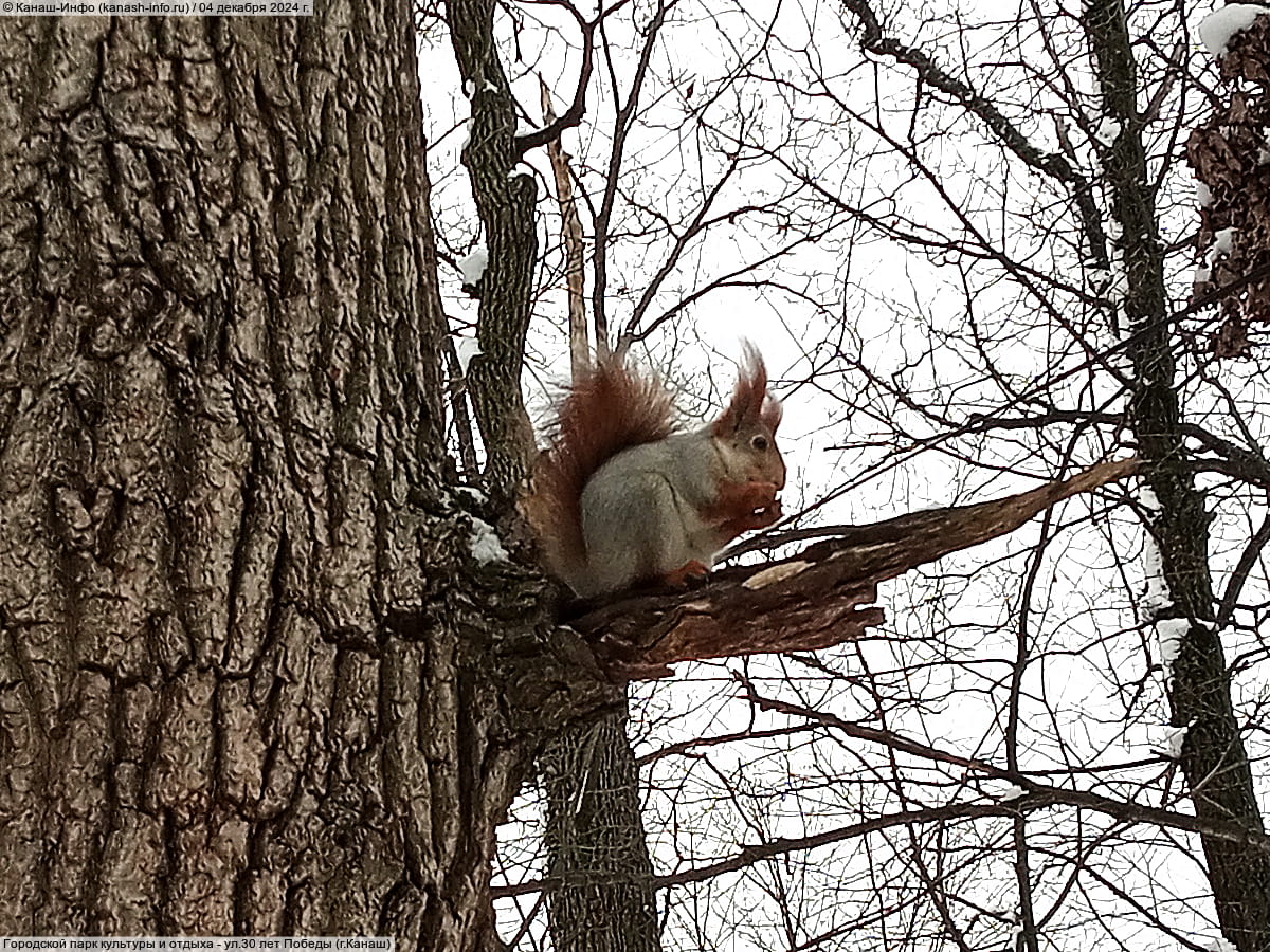 Городской парк культуры и отдыха. 04 декабря 2024 (ср).