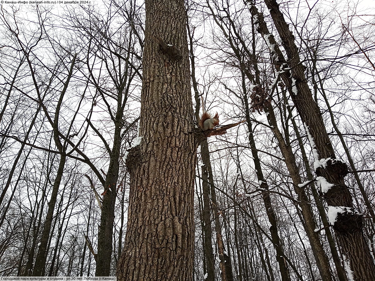 Городской парк культуры и отдыха. 04 декабря 2024 (ср).