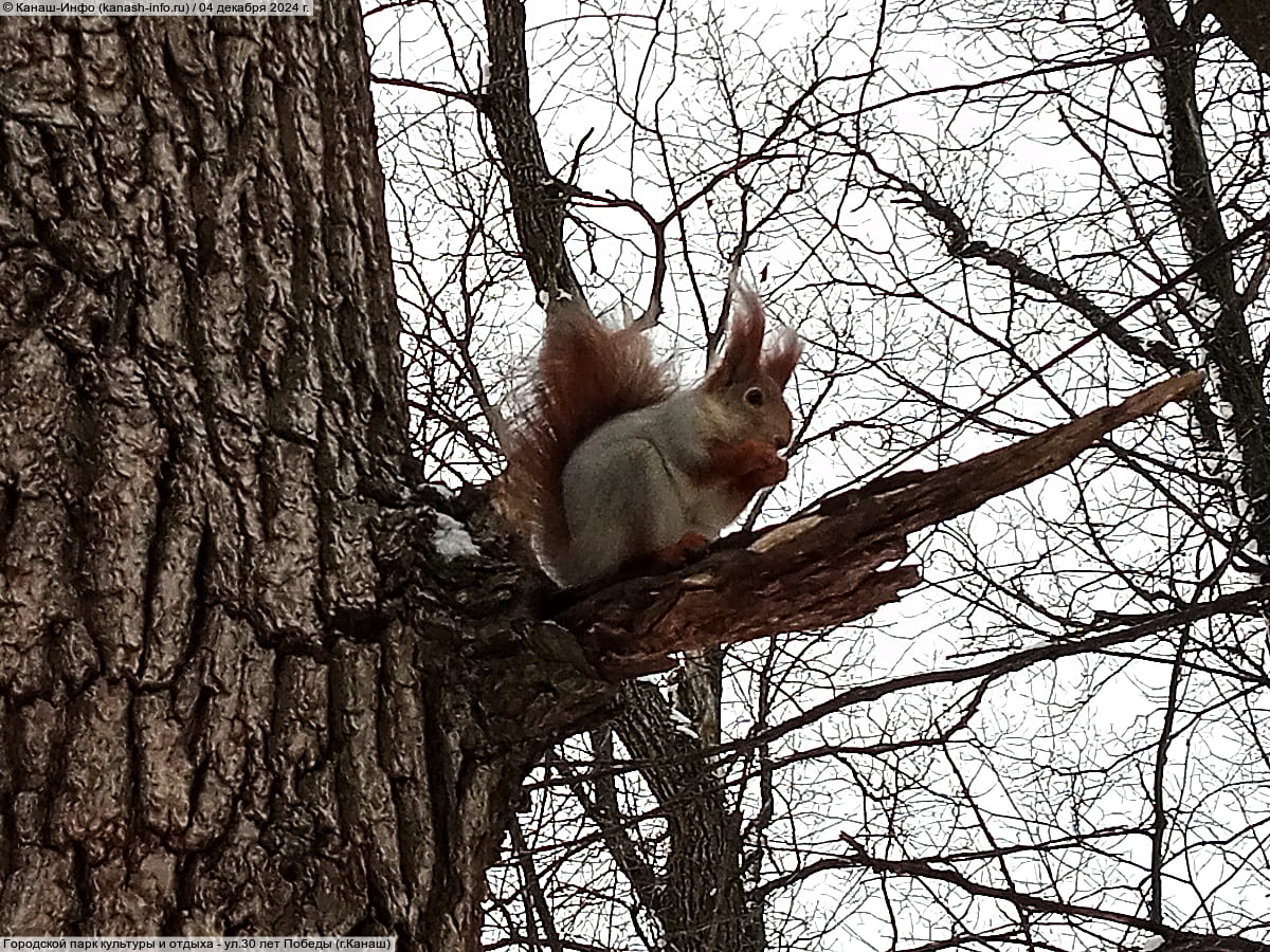 Городской парк культуры и отдыха. 04 декабря 2024 (ср).