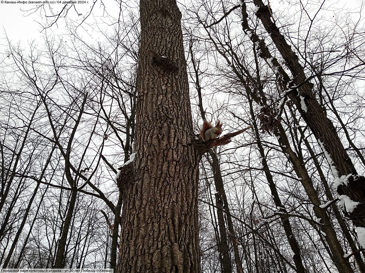 Городской парк культуры и отдыха. 04 декабря 2024 (ср).