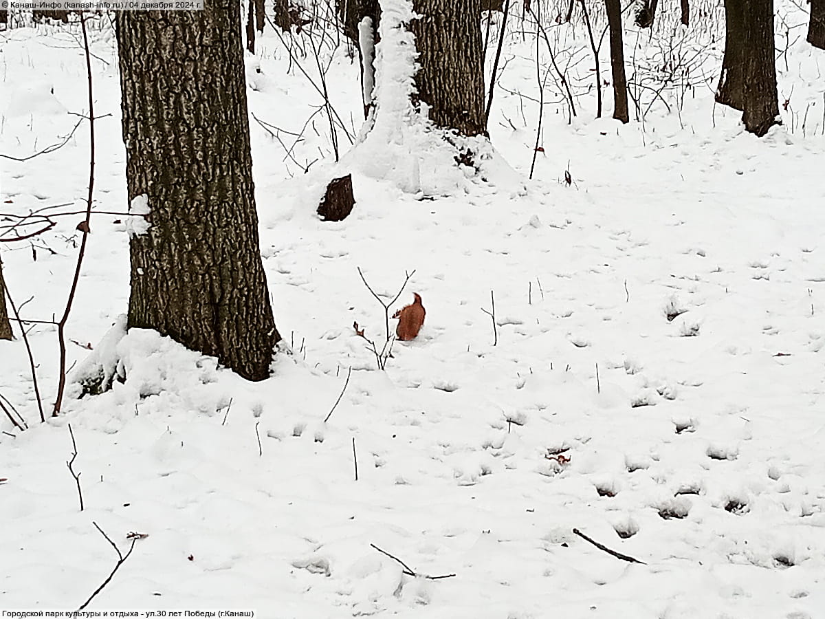 Городской парк культуры и отдыха. 04 декабря 2024 (ср).