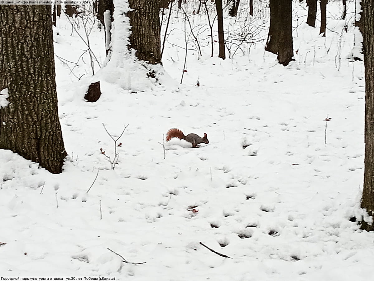 Городской парк культуры и отдыха. 04 декабря 2024 (ср).