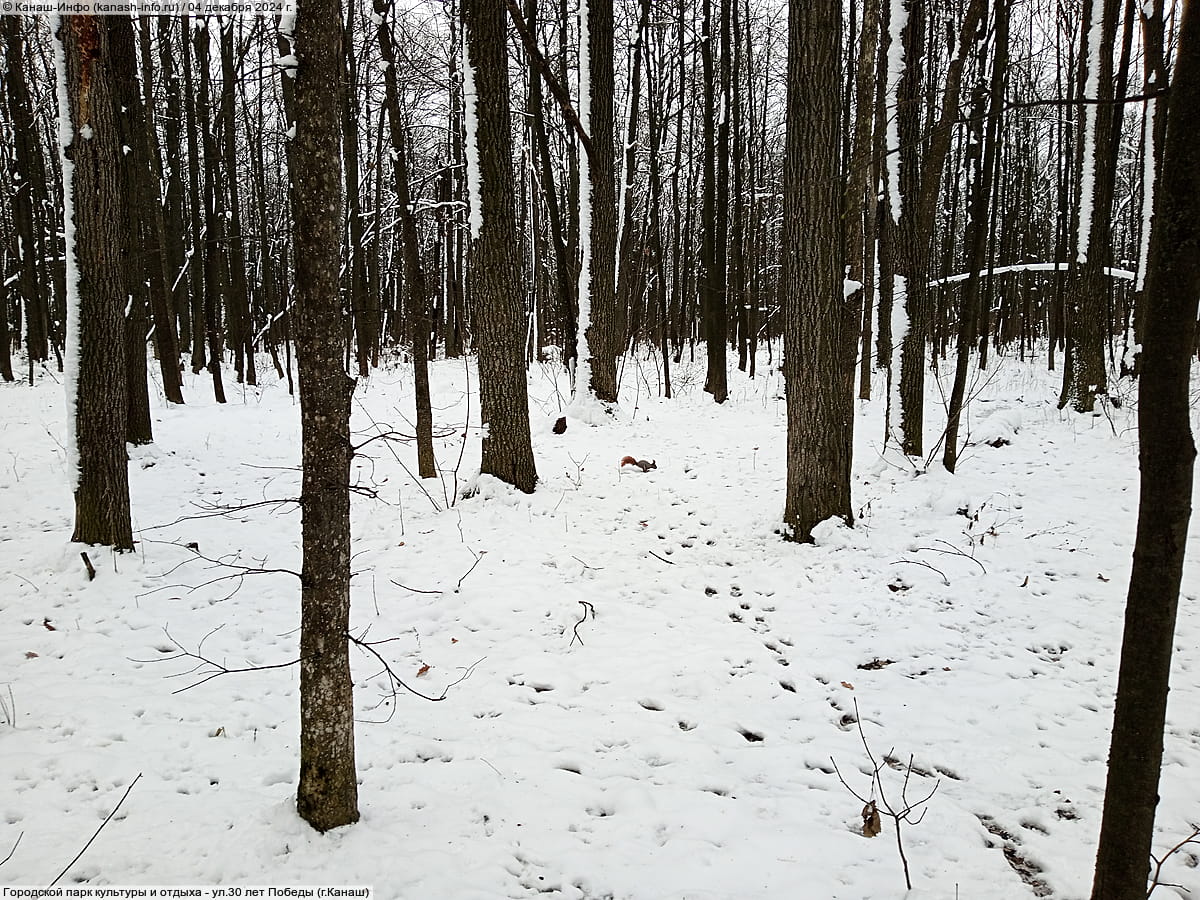 Городской парк культуры и отдыха. 04 декабря 2024 (ср).