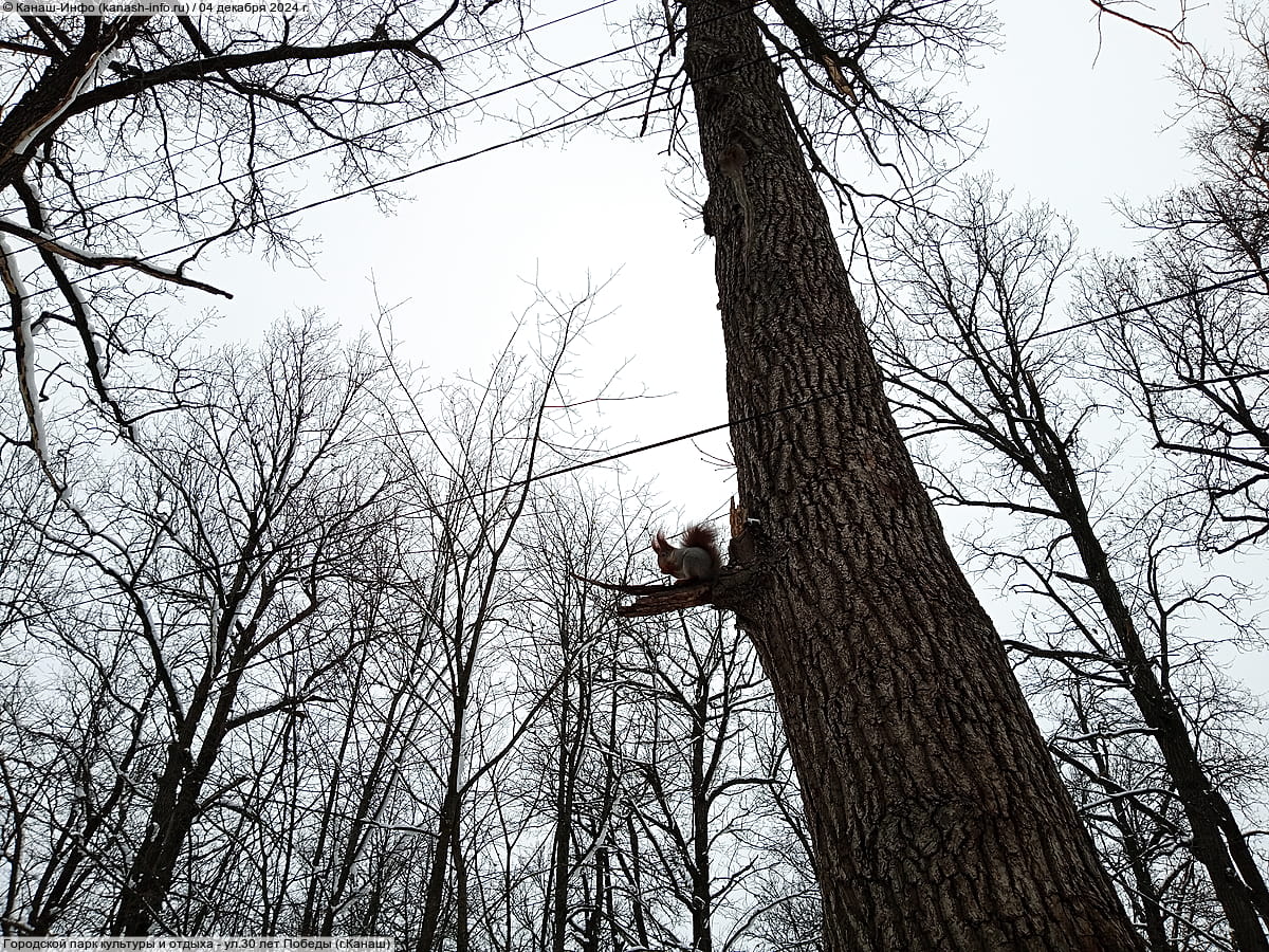 Городской парк культуры и отдыха. 04 декабря 2024 (ср).