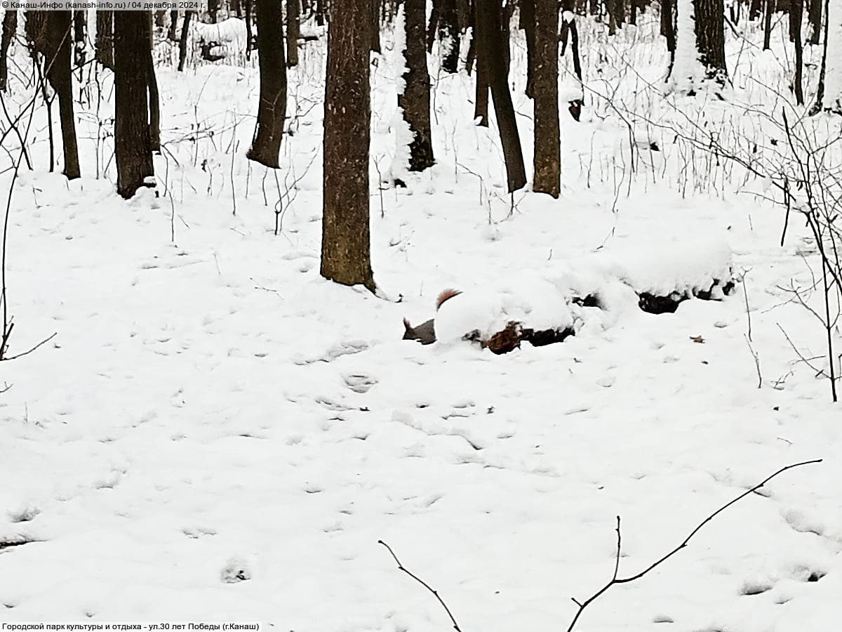 Городской парк культуры и отдыха. 04 декабря 2024 (ср).