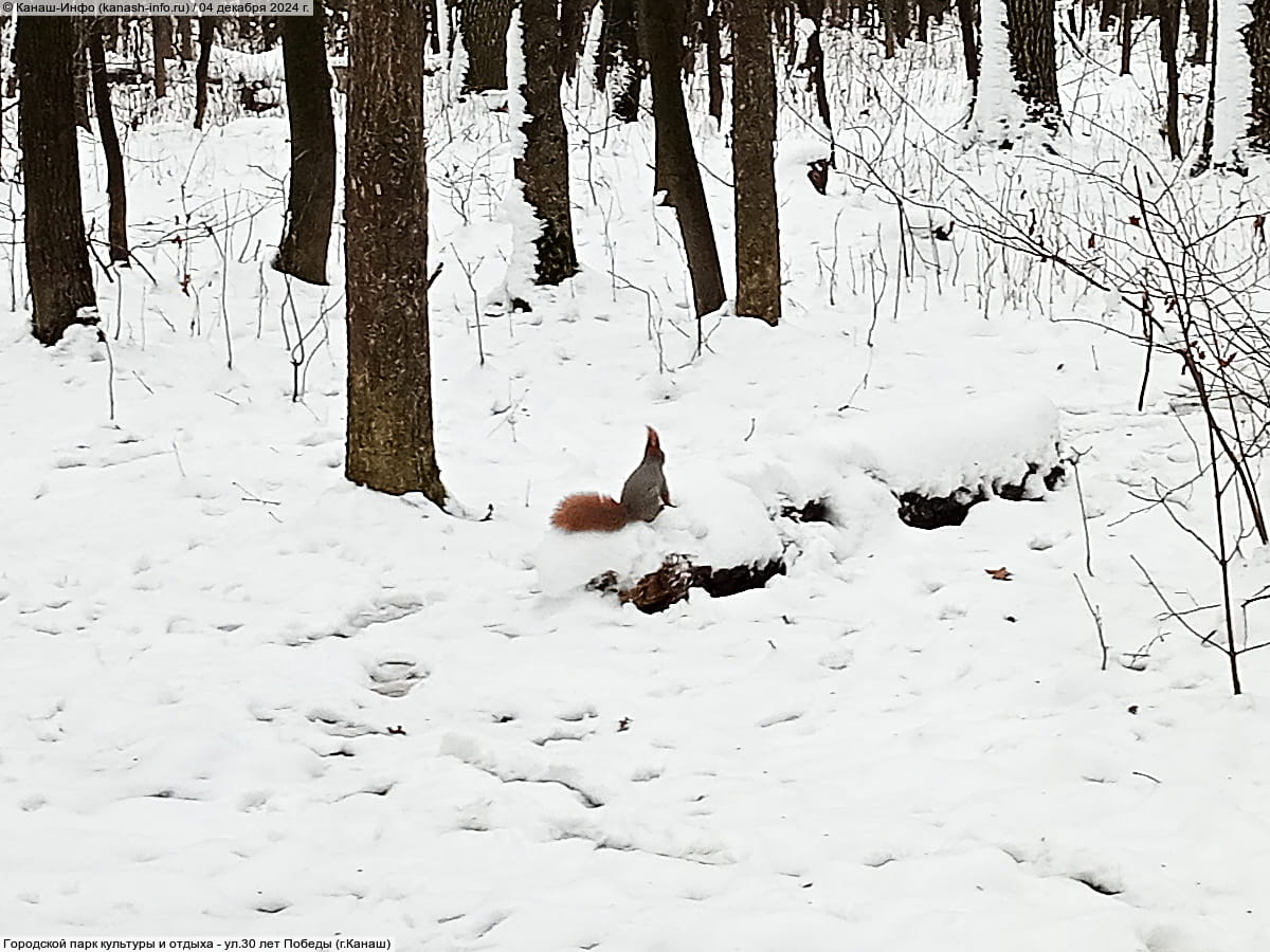 Городской парк культуры и отдыха. 04 декабря 2024 (ср).