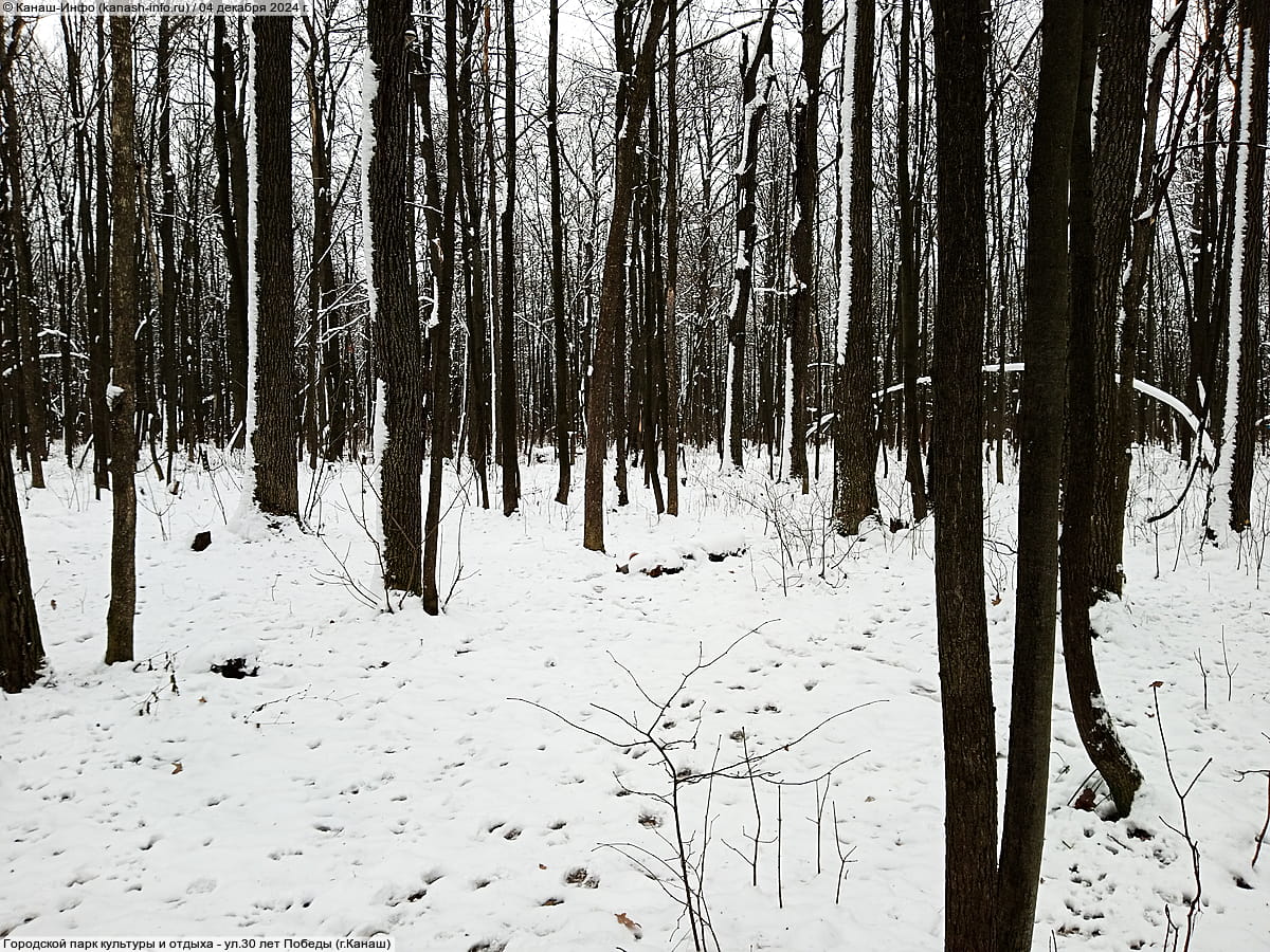 Городской парк культуры и отдыха. 04 декабря 2024 (ср).