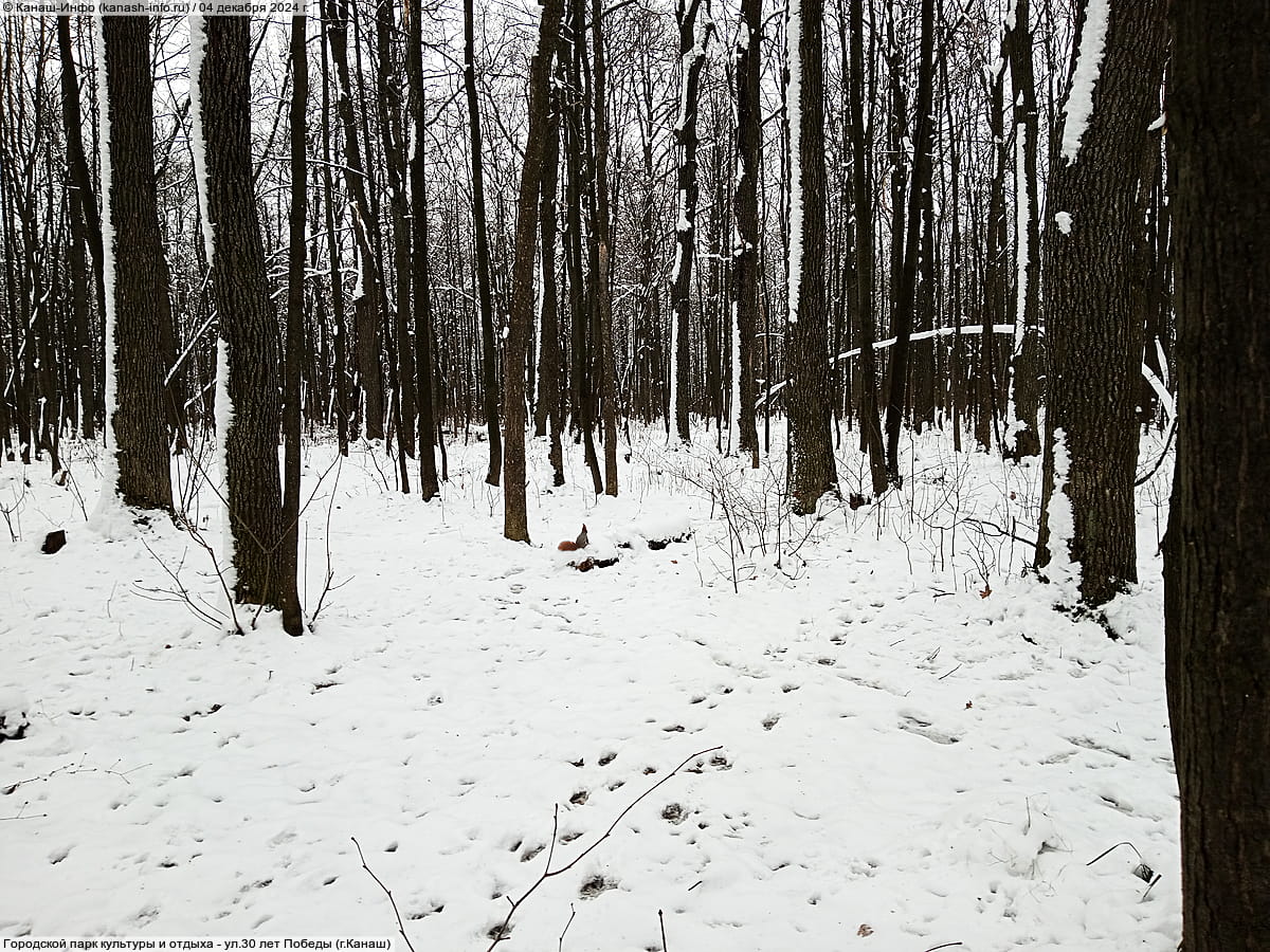 Городской парк культуры и отдыха. 04 декабря 2024 (ср).