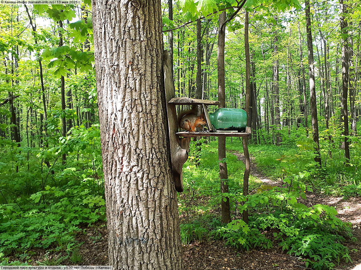 Городской парк культуры и отдыха. 13 мая 2025 (вт).