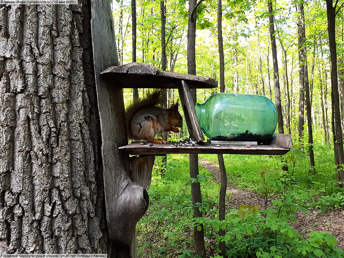 Городской парк культуры и отдыха. 13 мая 2025 (вт).