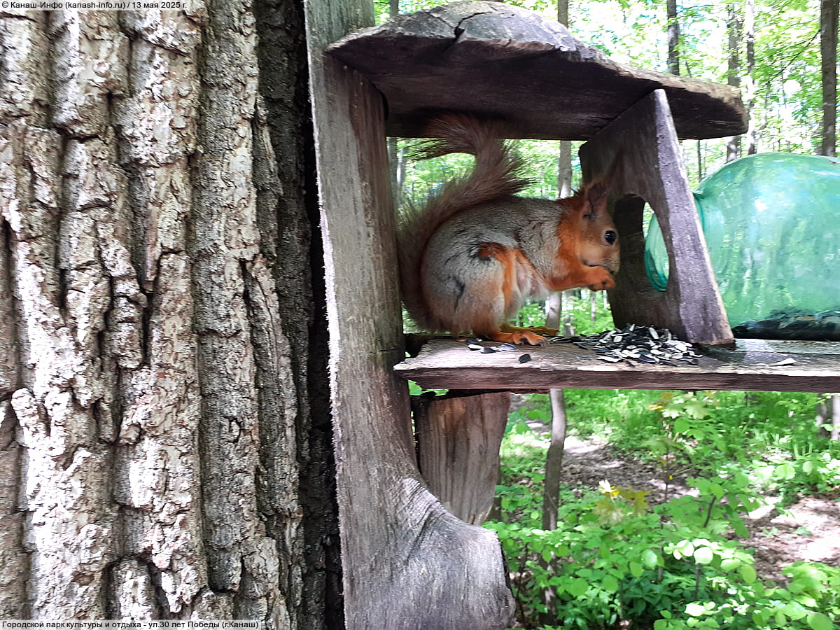 Городской парк культуры и отдыха. 13 мая 2025 (вт).