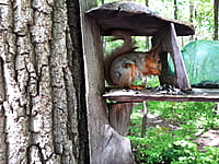 Городской парк культуры и отдыха. 13 мая 2025 (вт).