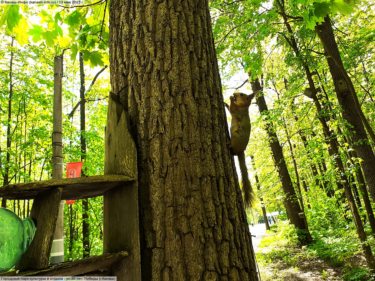 Городской парк культуры и отдыха. 13 мая 2025 (вт).