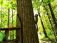 Городской парк культуры и отдыха. 13 мая 2025 (вт).