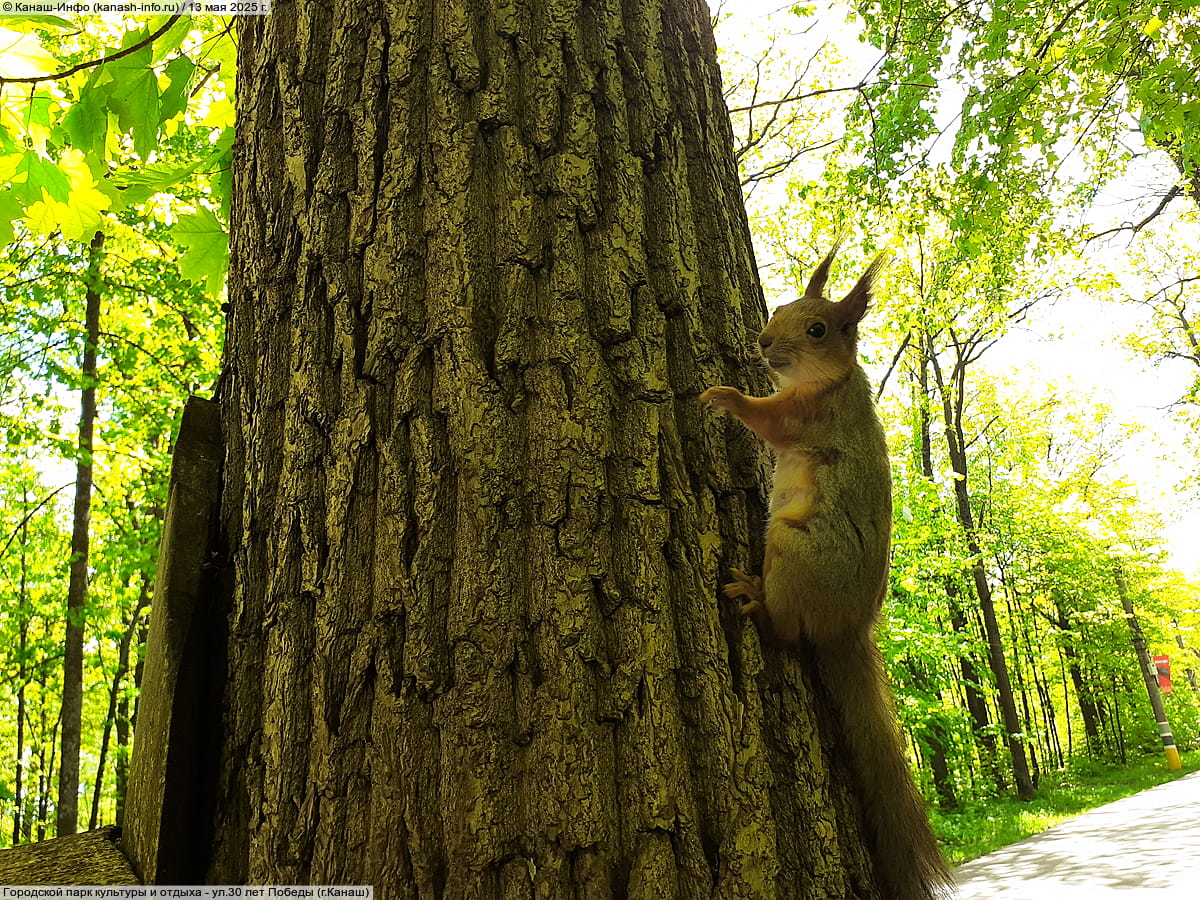 Городской парк культуры и отдыха. 13 мая 2025 (вт).