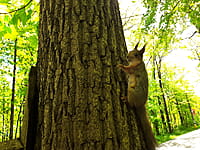 Городской парк культуры и отдыха. 13 мая 2025 (вт).