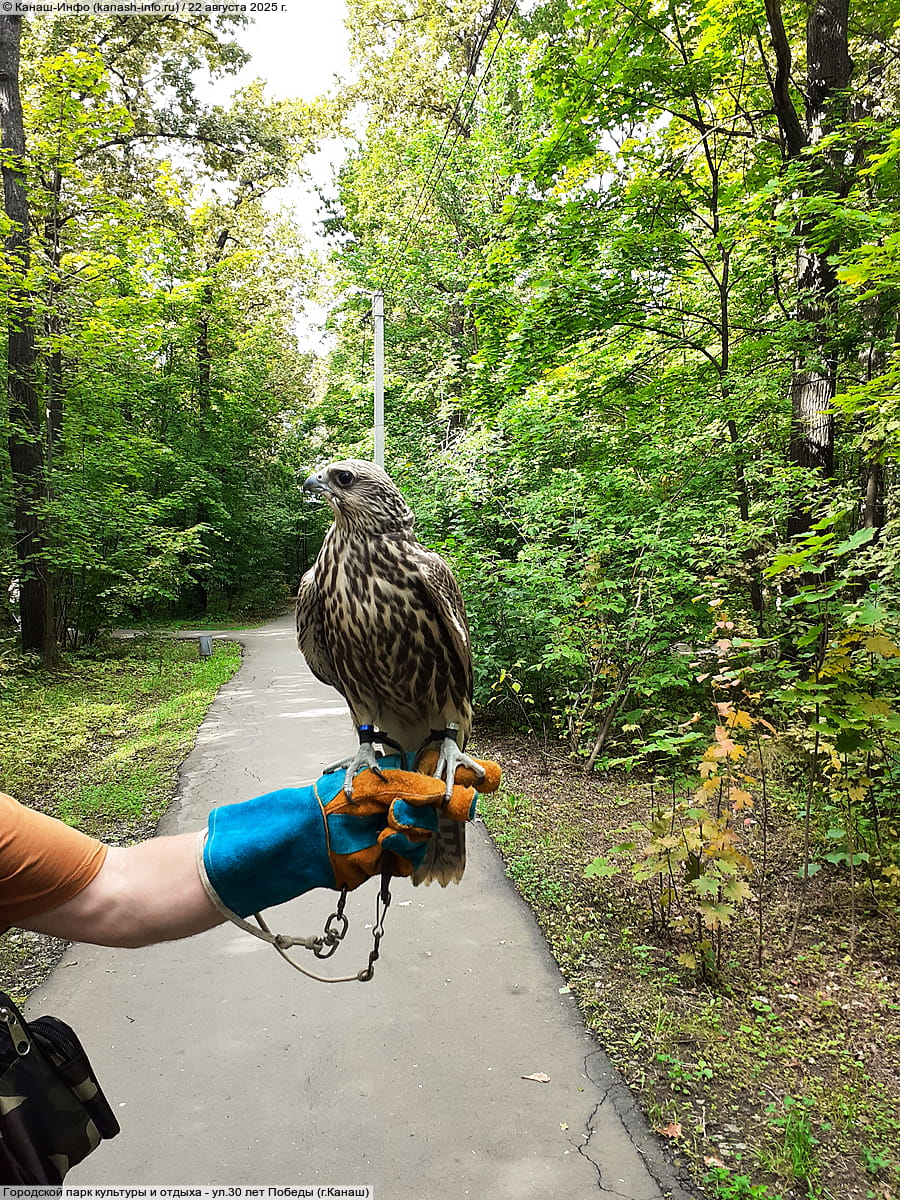 Городской парк культуры и отдыха. 22 августа 2025 (пт).