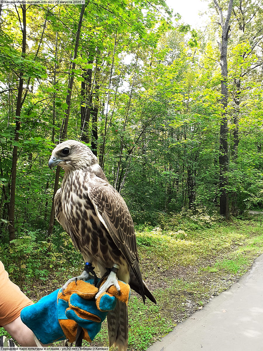 Городской парк культуры и отдыха. 22 августа 2025 (пт).