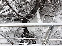 Ручей. 19 января 2022 (ср).