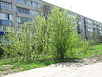 Многоквартирный жилой дом. 13 мая 2015 (ср).